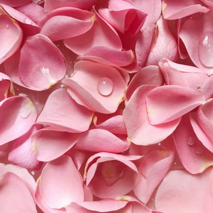 Pink Rose Petals Slushie Sugar Scrub